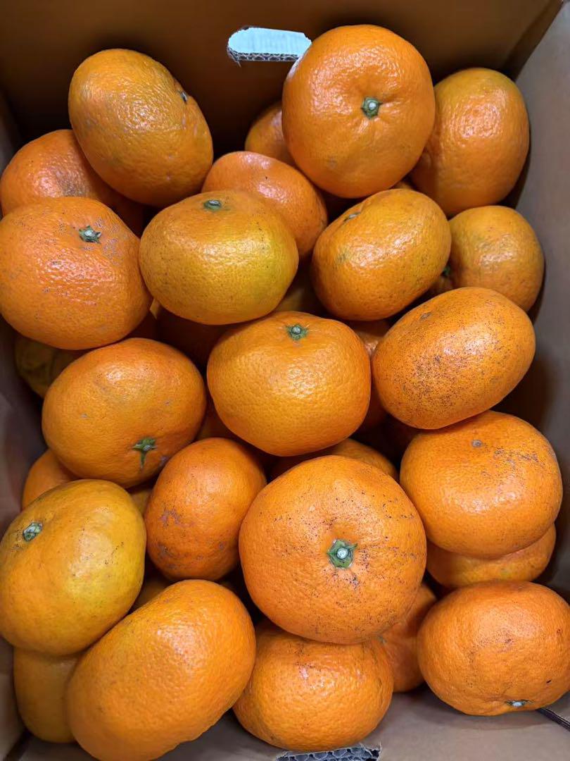 果物　新鮮 みかん 訳あり20kg