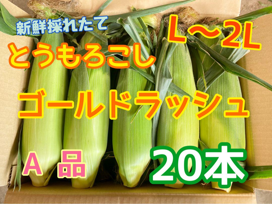 収穫日即日発送　朝採りとうもろこし20本　新鮮　ゴールドラッシュ　L〜2L相当
