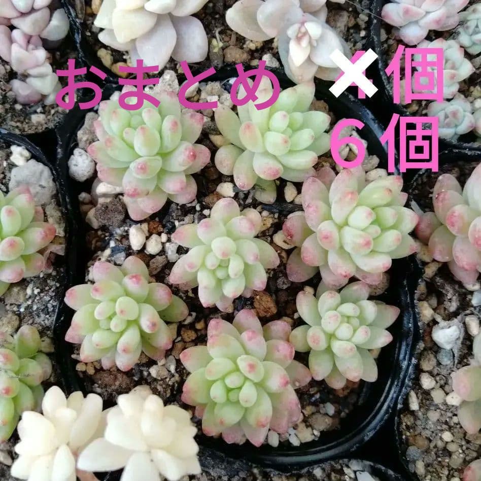 ひさポケ様 専用 パーミールローズ1ポット分 花団錦 カット苗 6個 多肉