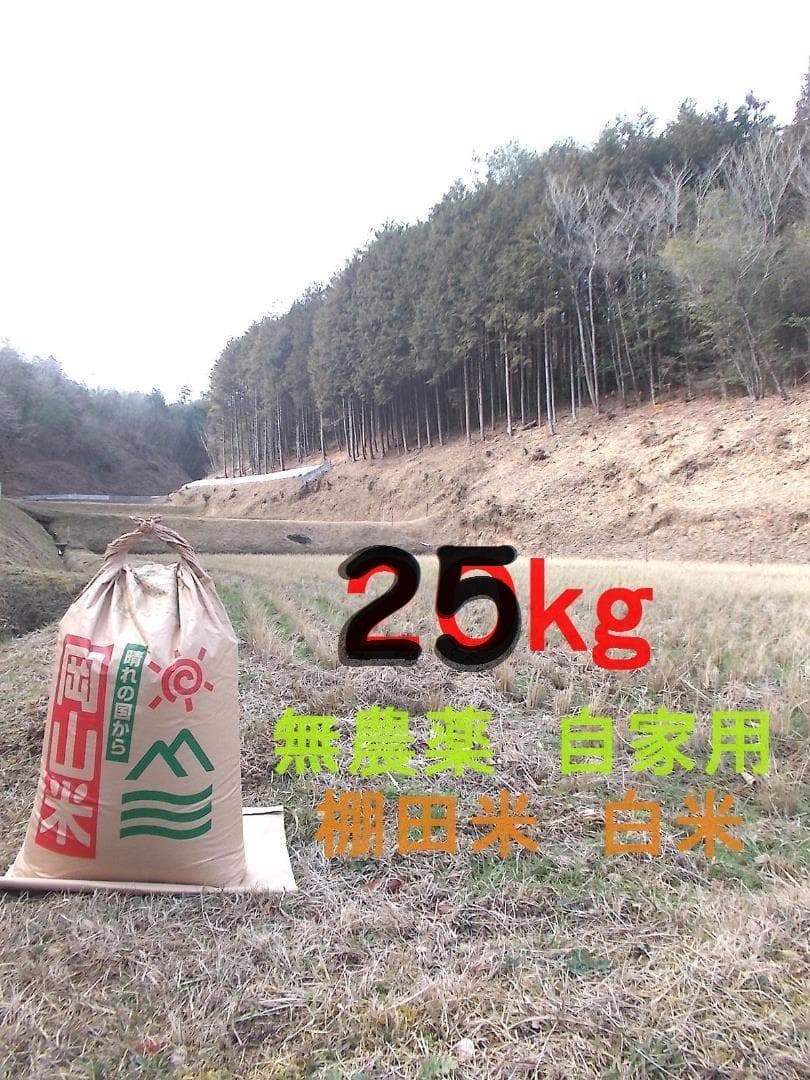 □令和4年 コシヒカリ 白米 ２5キロ 岡山県 棚田 ポッンと一軒家