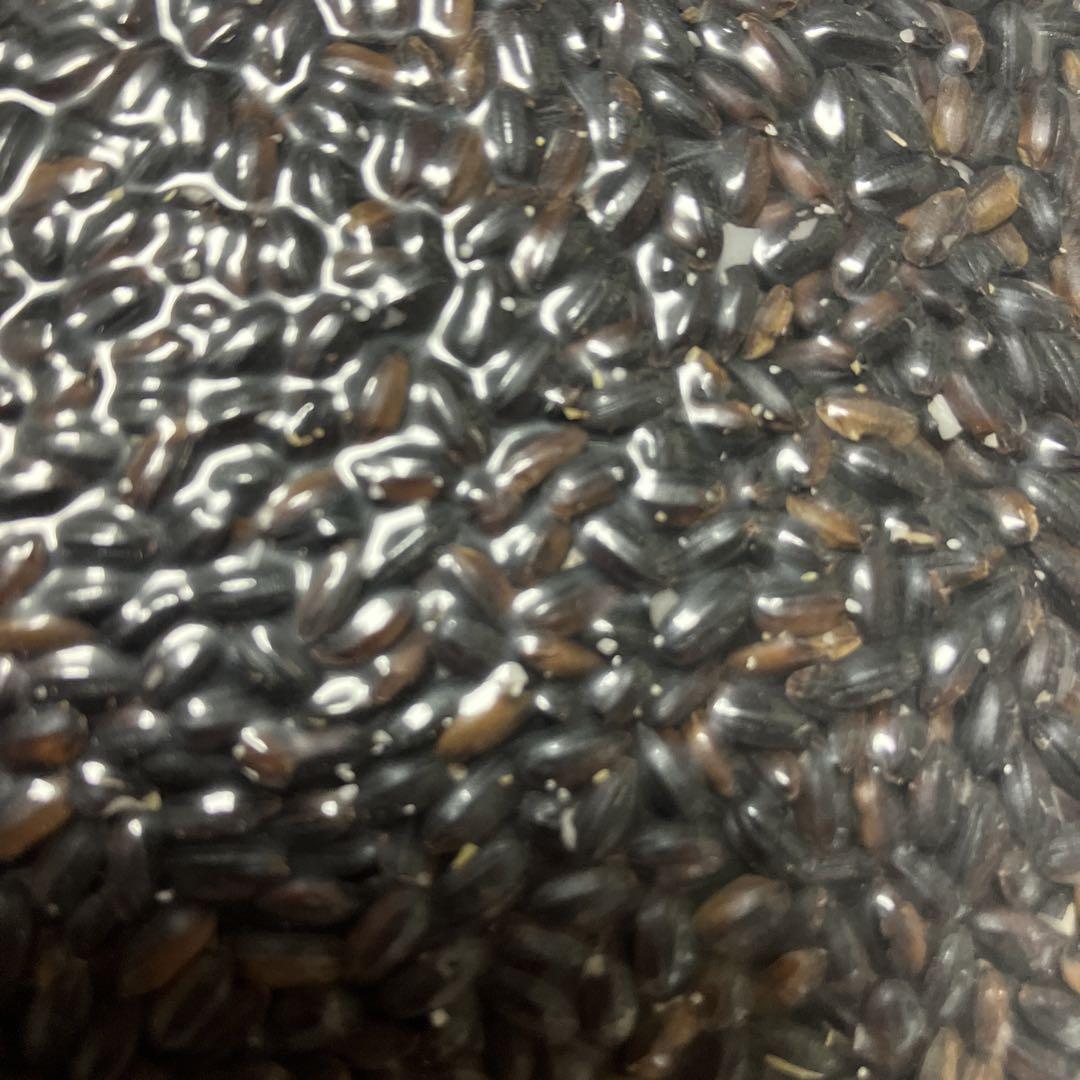 信州産令和6年産すコシヒカリ　玄米30kg