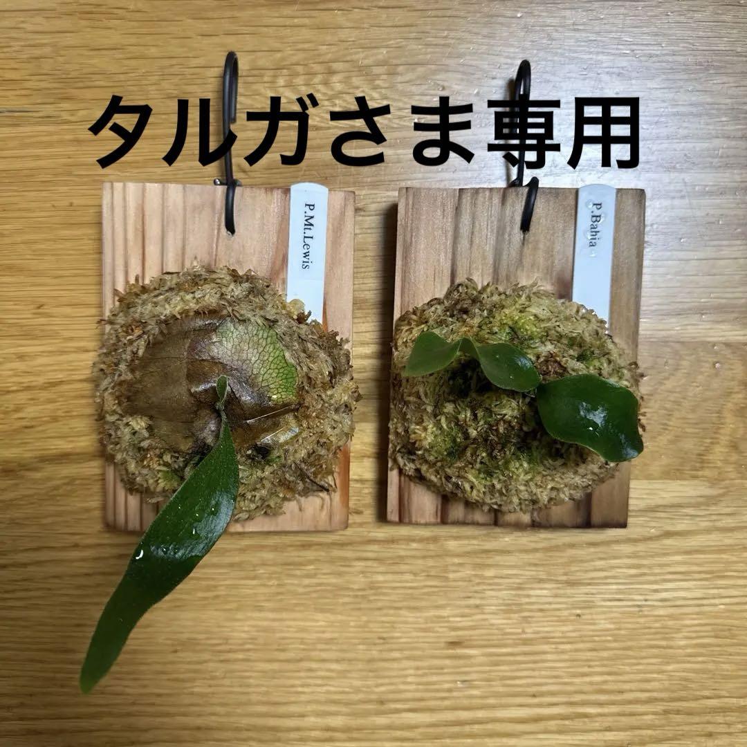 ビカクシダ　マウントルイス　バヒア　胞子培養株　2株　クラーケン子株
