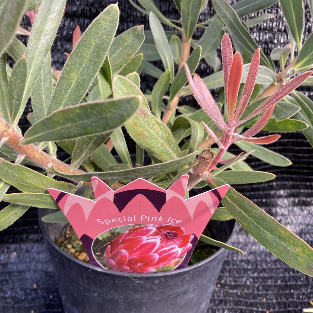 ①*:ஐピンク色の個性的な花*ஐプロテア・苗【スペシャルピンク ①*:ஐピンク色の個性的な花*ஐプロテア・苗【スペシャルピンク