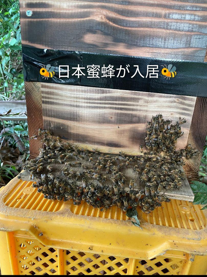 ★現品限り★ 重箱3個セット　★紀州無節杉材★送料無料『日本蜜蜂　重箱式巣箱』