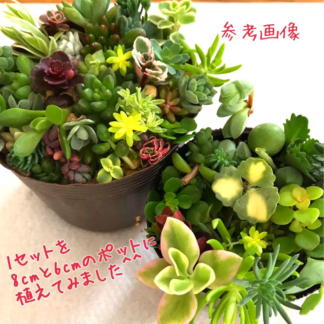 【期間限定送料無料】 30種類以上】たっぷりセダム詰め合わせ☆初心者OK多肉カット苗 エケベリア・セダム