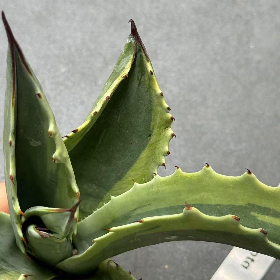 多肉植物・アガベ・チタノタ・【特選】オルカ天芽・斑入り
