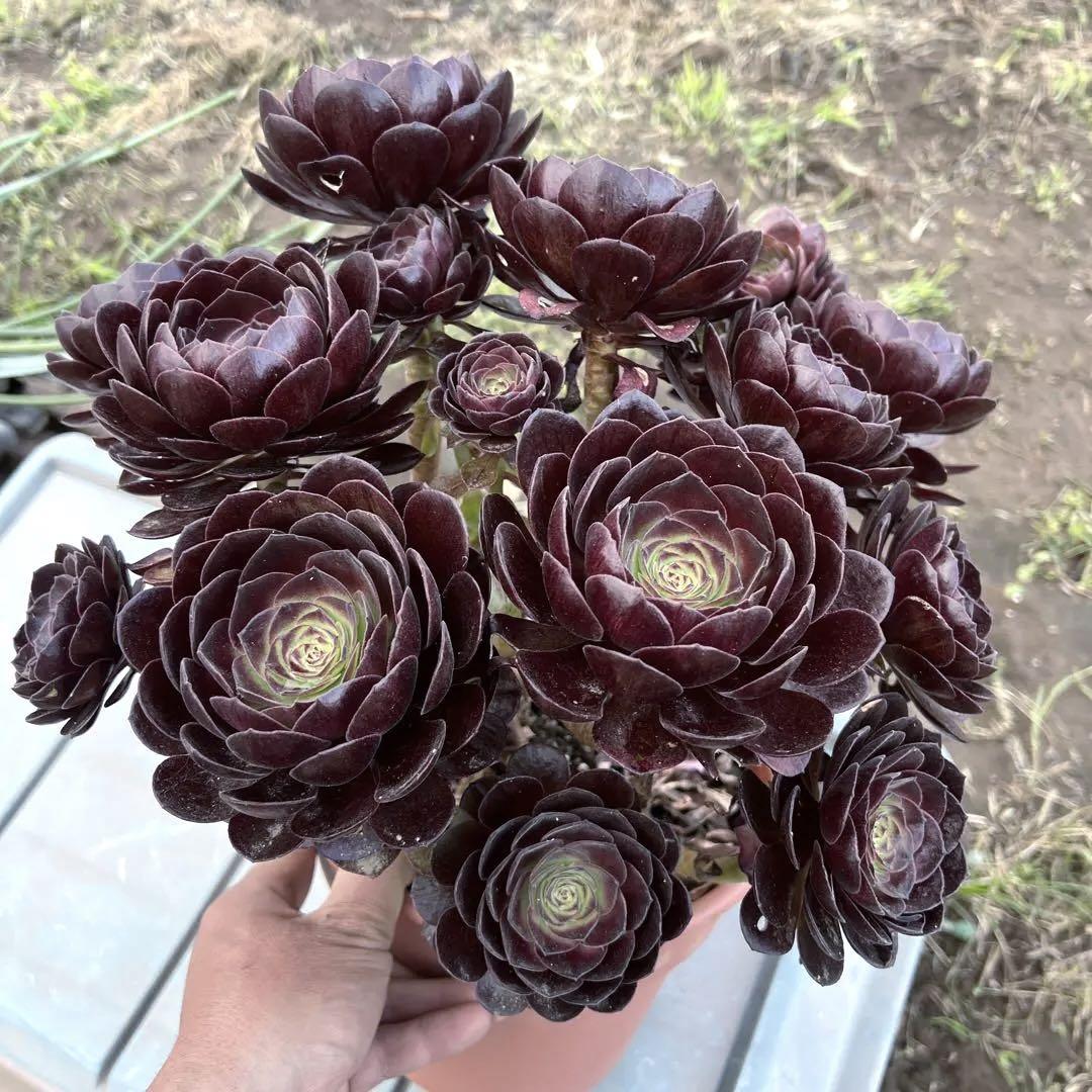 多肉植物．黒魔法師錦抜き苗