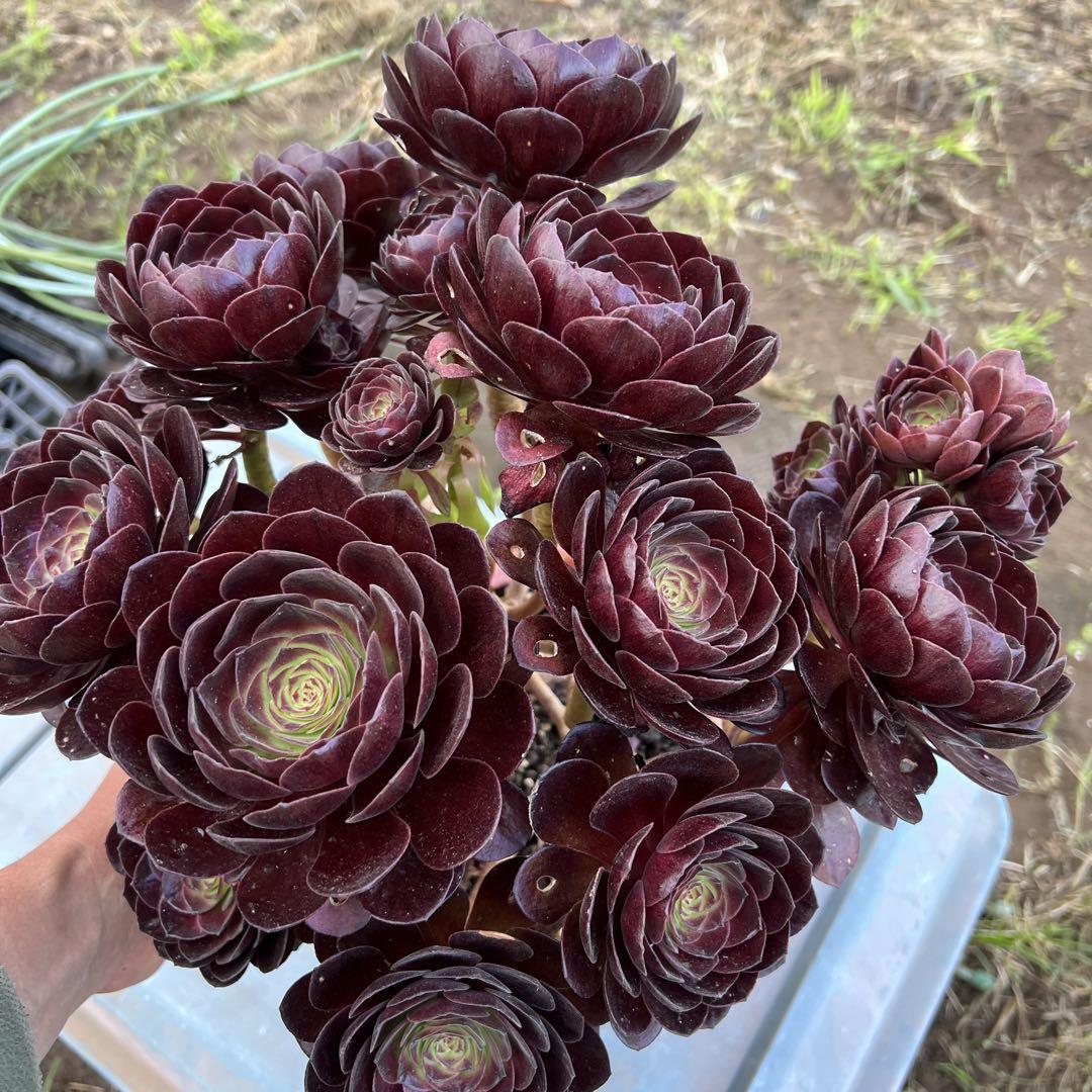 多肉植物．黒魔法師錦抜き苗