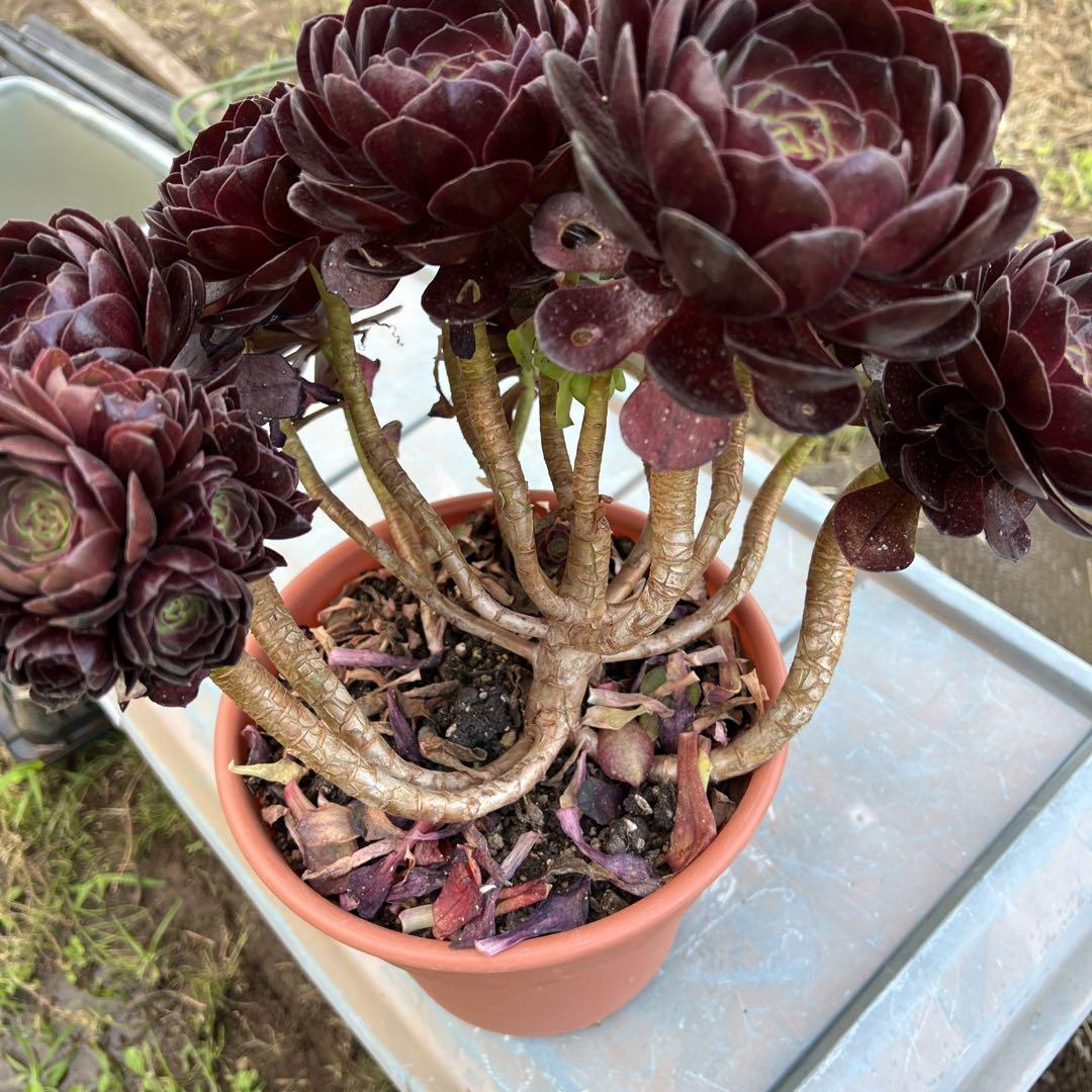 多肉植物．黒魔法師錦抜き苗