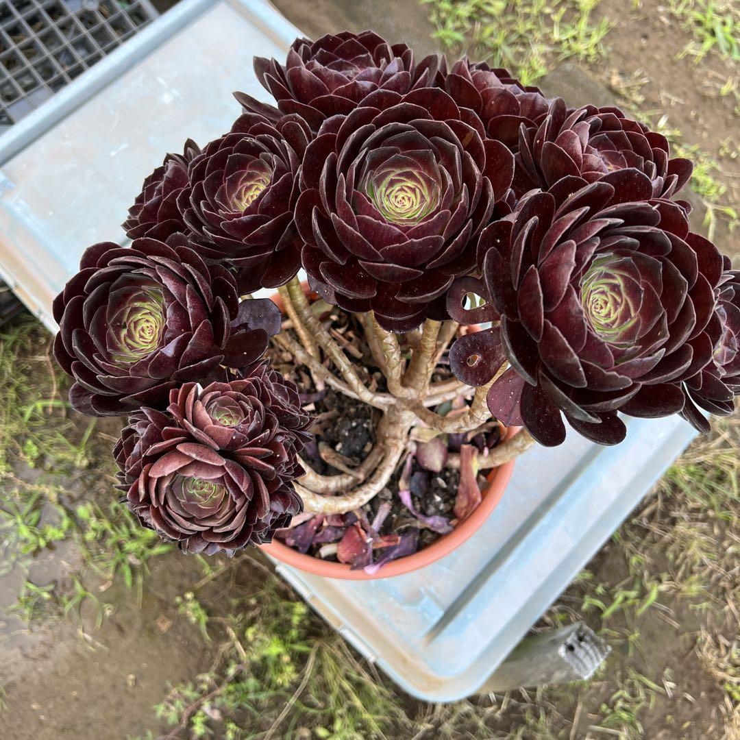 多肉植物．黒魔法師錦抜き苗