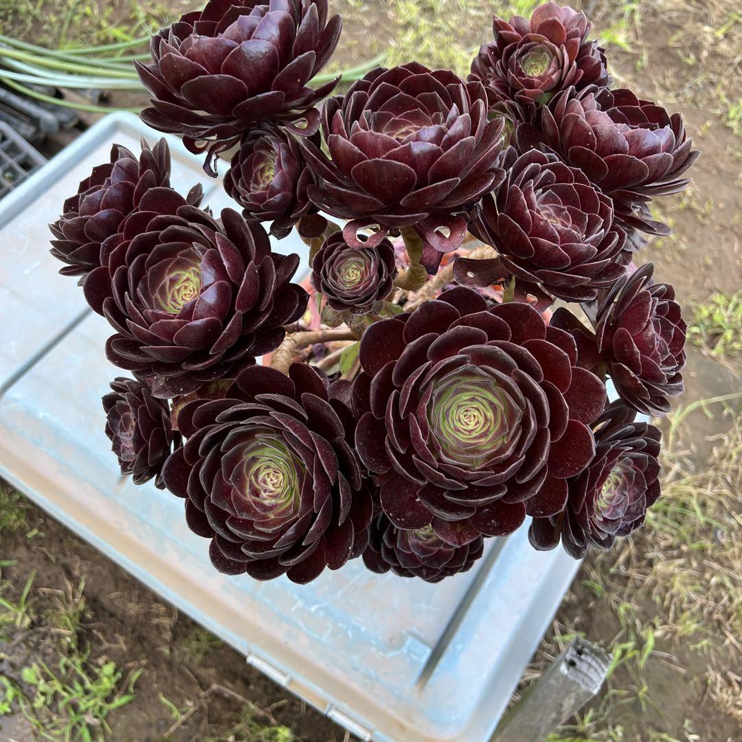 多肉植物．黒魔法師錦抜き苗