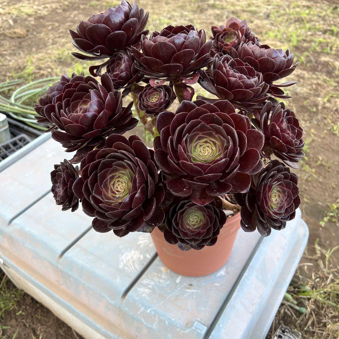 多肉植物．黒魔法師錦抜き苗