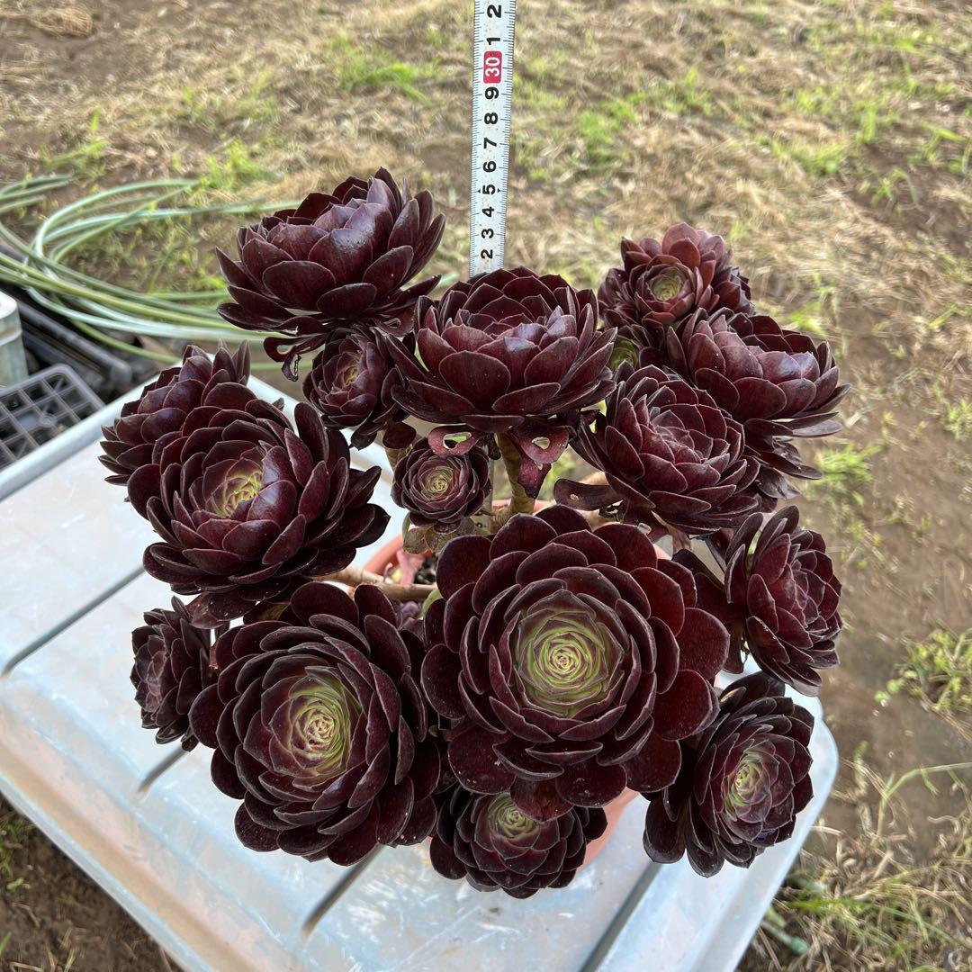 多肉植物．黒魔法師錦抜き苗