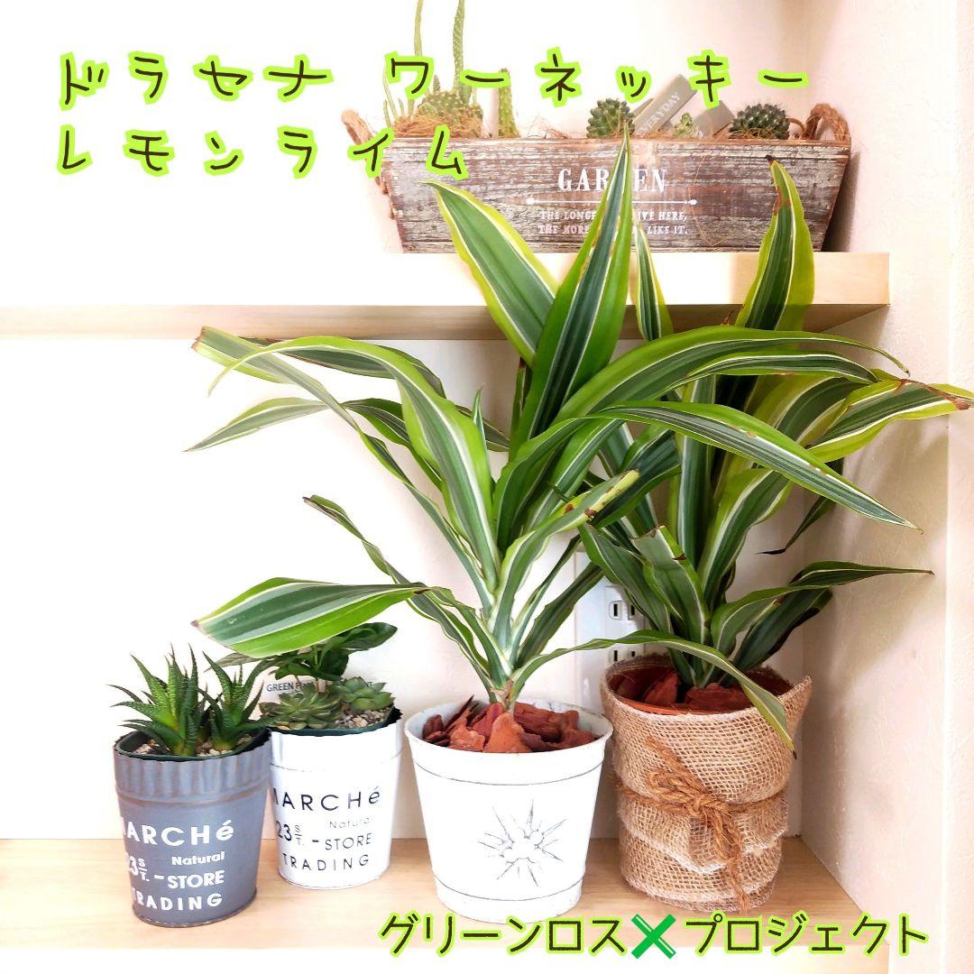 B級品 育て方簡単 幸運を呼ぶ 観葉植物 ドラセナ ワーネッキー レモンライム メルカリ