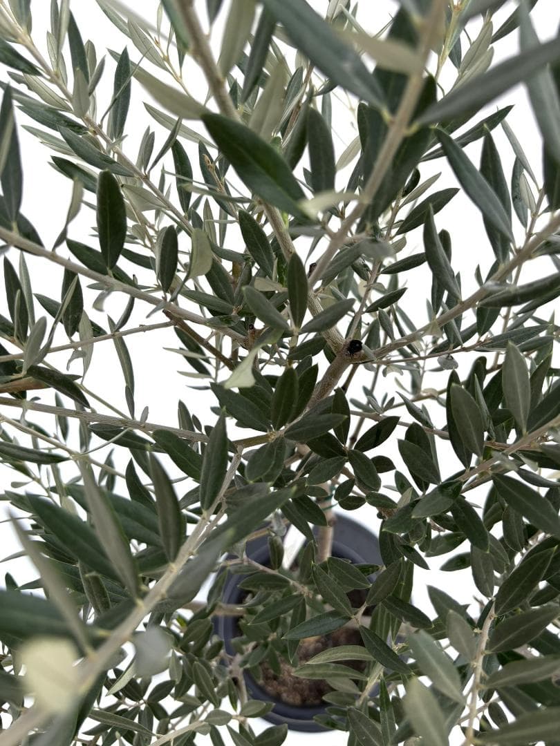 オリーブの木　ホジブランコ　8号　約150cm　NO.674　人気品種　現品掲載