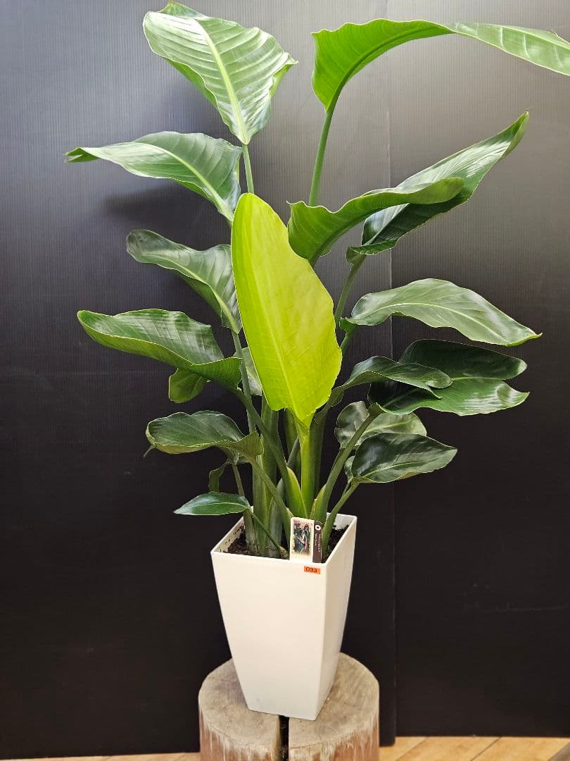 オーガスタ 8号鉢