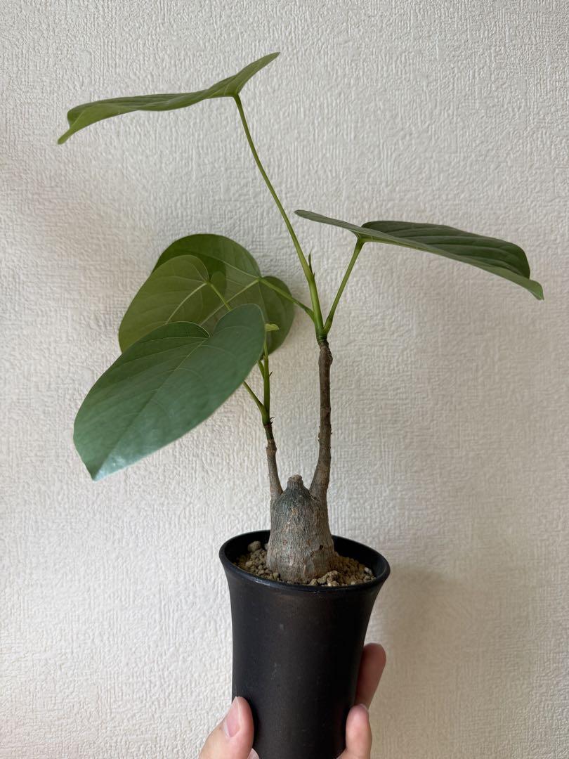 ボンバックス 塊根植物 塊根植物・コーデックス