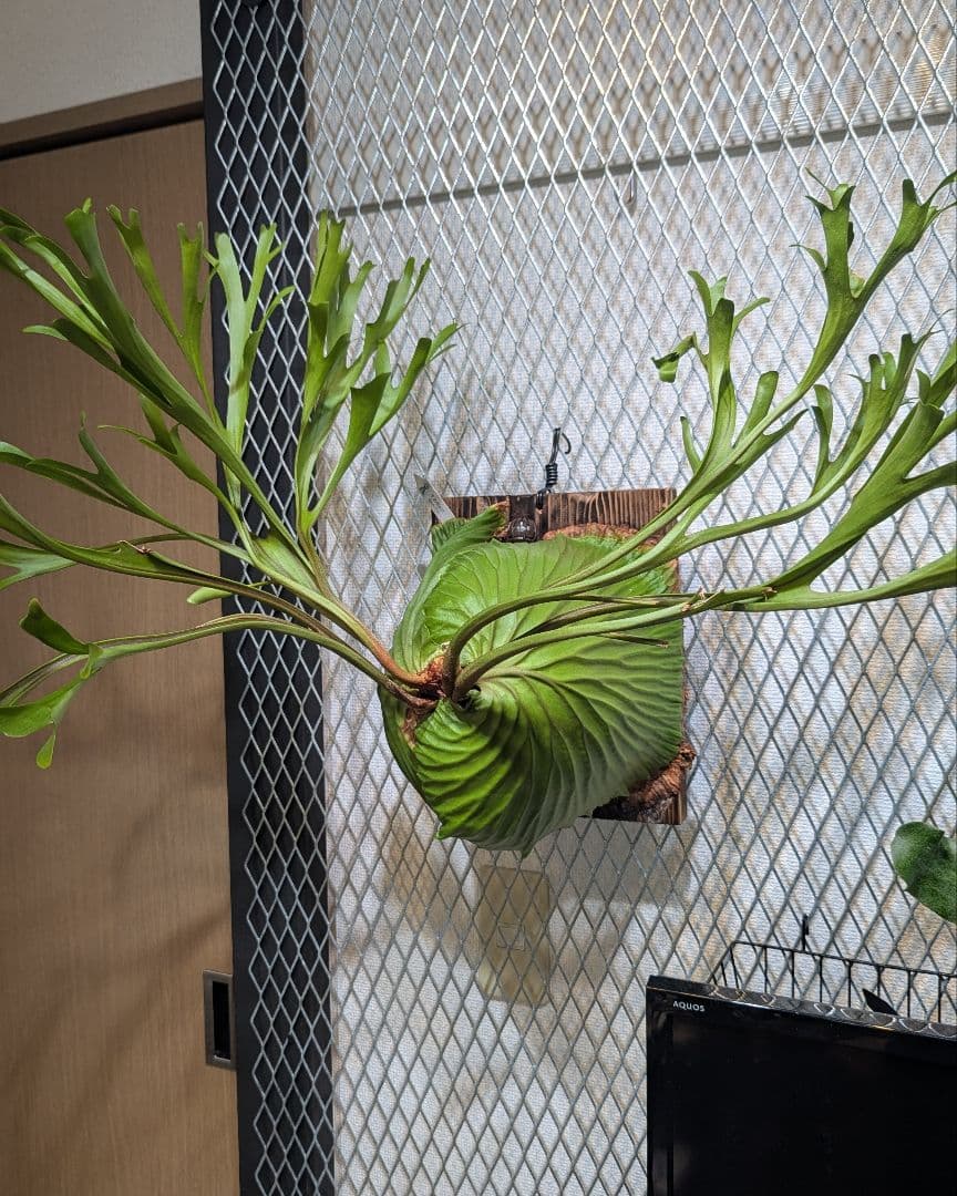 ridleyi/リドレイ/大株/長期管理株/ビカクシダ ridleyi/リドレイ/大株/長期管理株/ビカクシダ