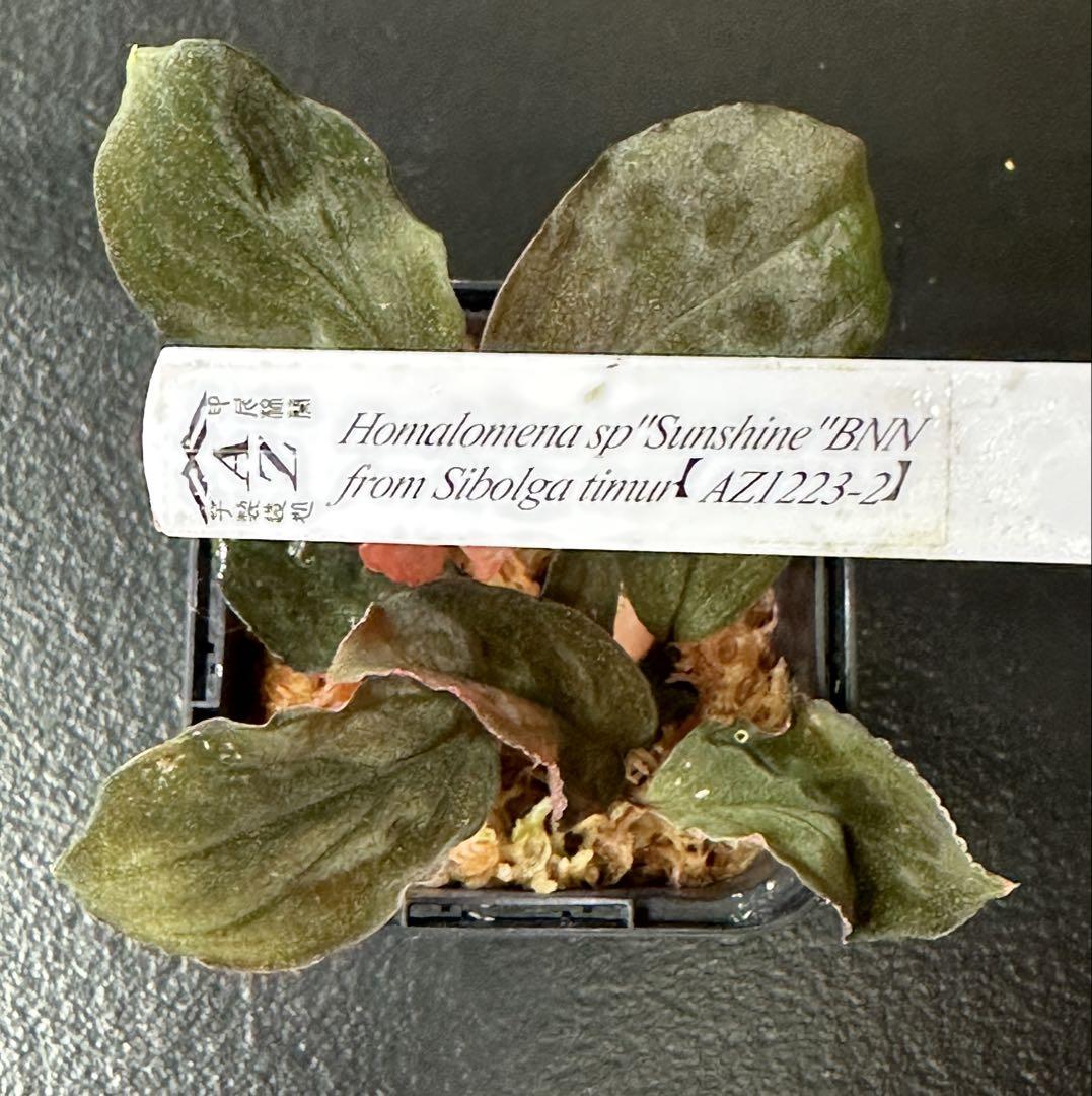 AZ便　Homalomena sp. Sunshine BNN