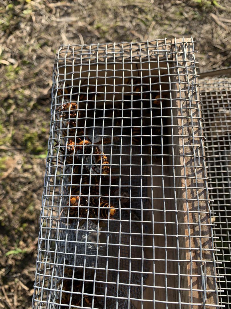 スズメバチ捕獲器　2個組