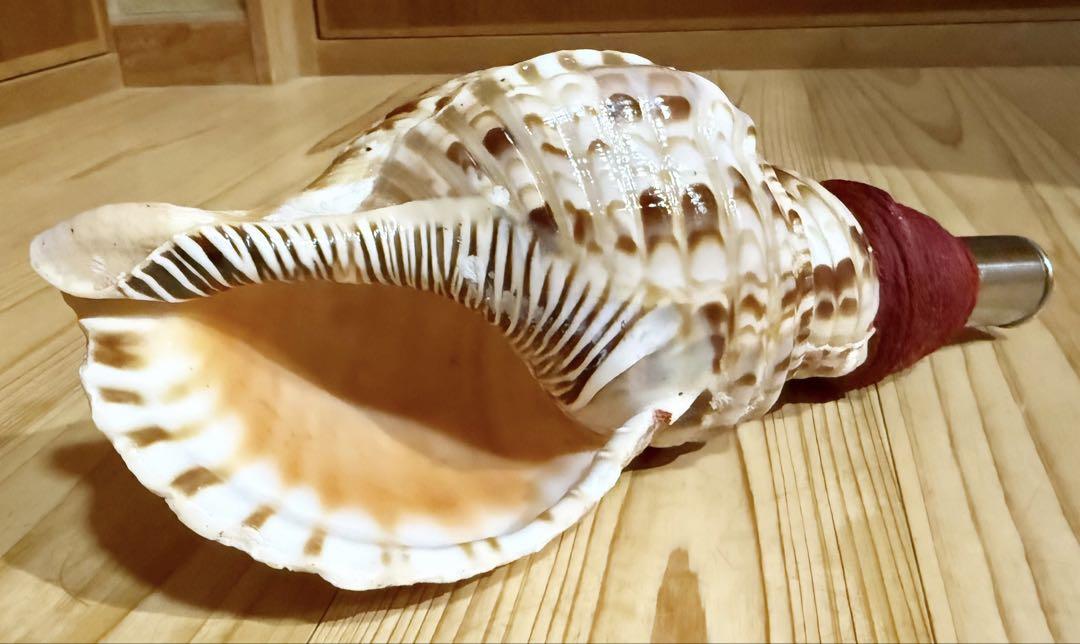 ミニ法螺貝　ほら貝　ホラガイ❣️ 新発売 天狗 超ミニ 法螺貝 ほら貝 ホラ貝 ほらがい ホラガイ