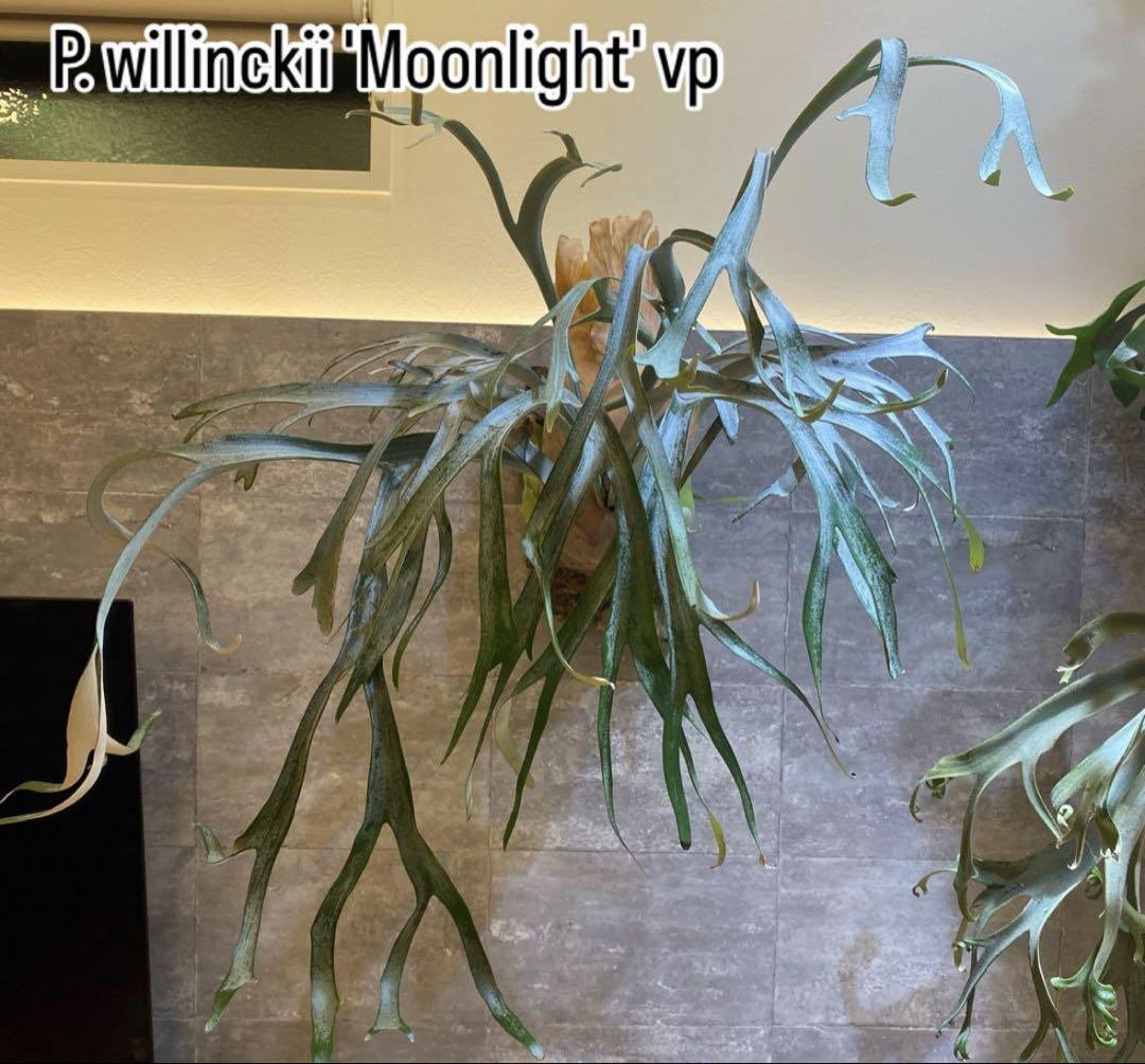P.willinckii 'Moonlight' vp ビカクシダ　ムーンライト