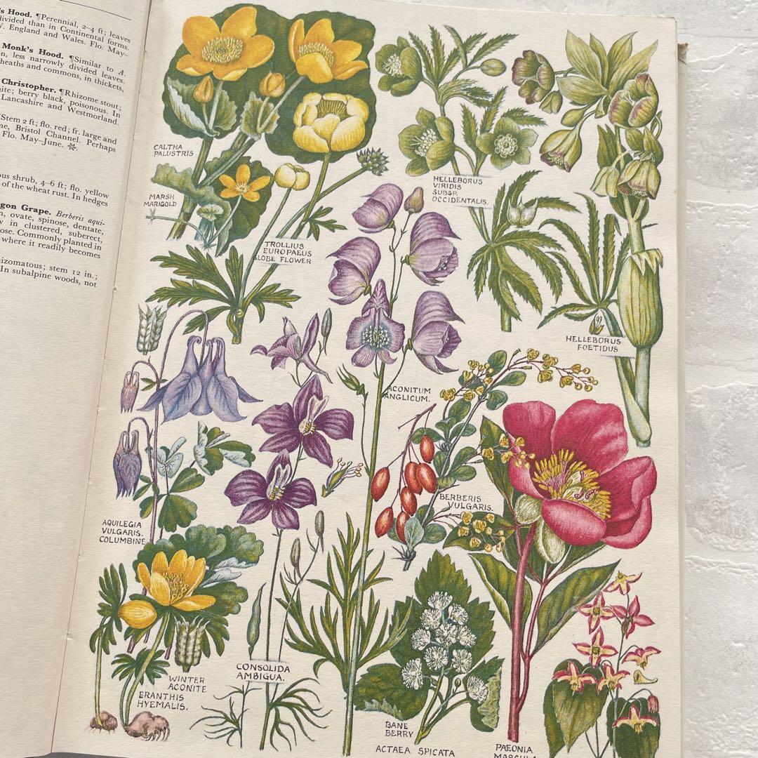 古典的傑作ꕤイギリス 植物図鑑ꕤ美しく正確なボタニカル