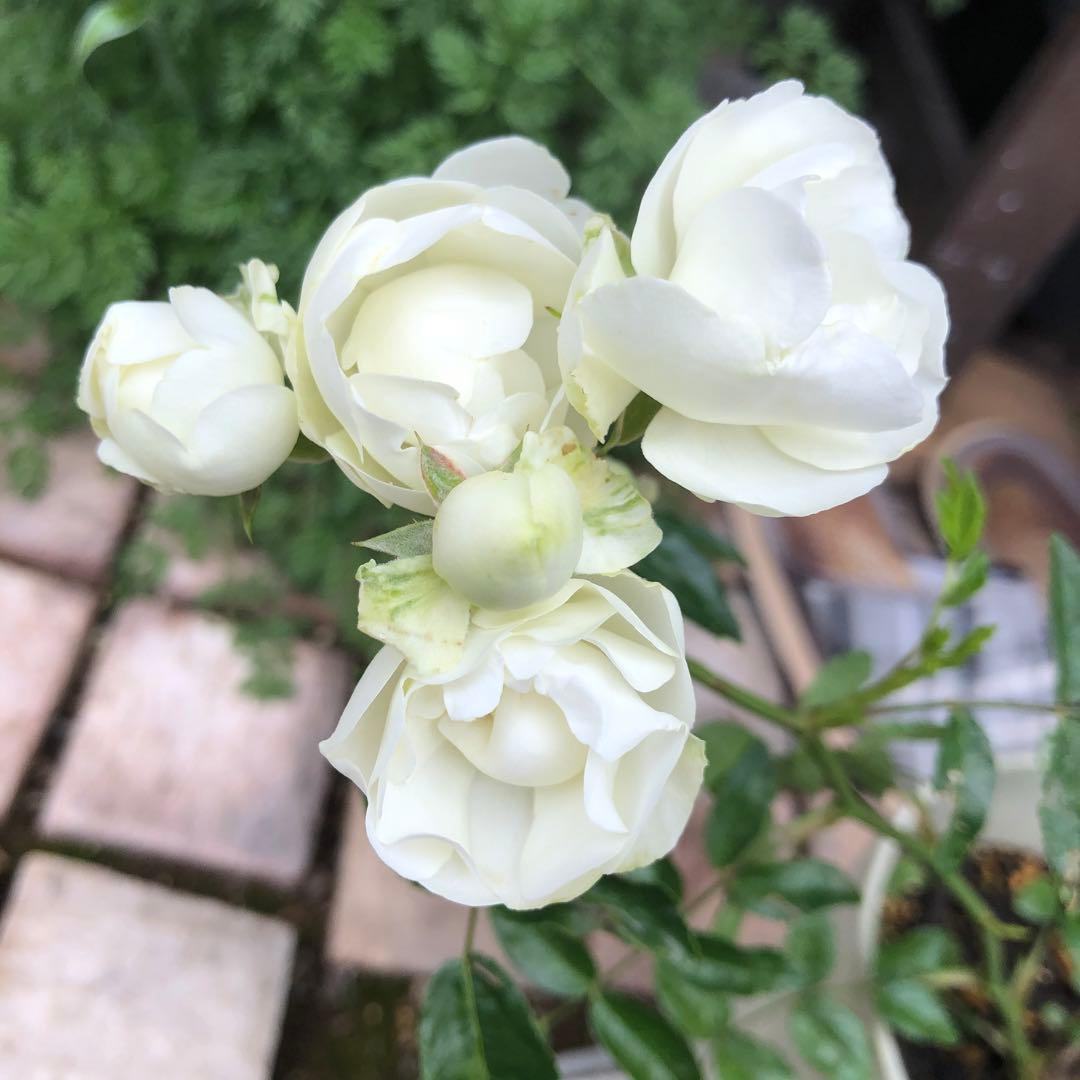 ＊てんてんさん様確認用＊バラ苗　ミニバラ苗　白　コロンとしたバラ