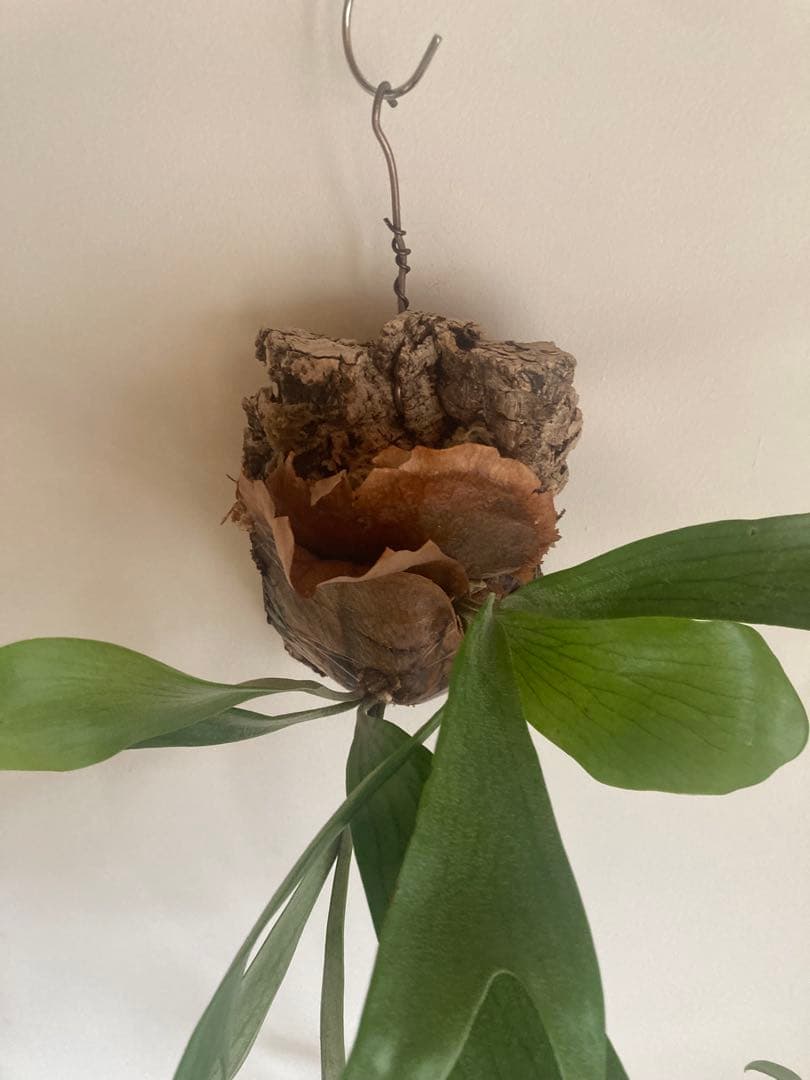 ビカクシダワルシー 2株コウモリラン 観葉植物 吊り下げコルク棒つき新品、♥ YUZUMIYA_COM