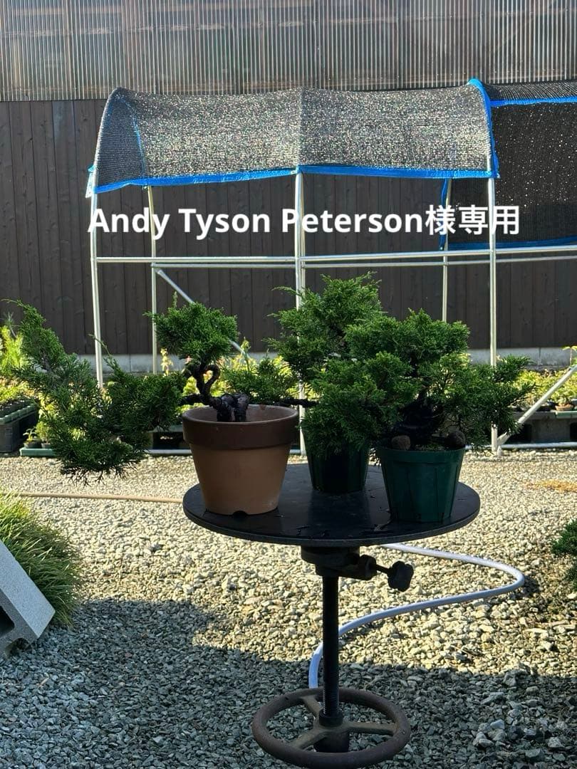 盆栽素材糸魚川真柏3鉢 約10年生