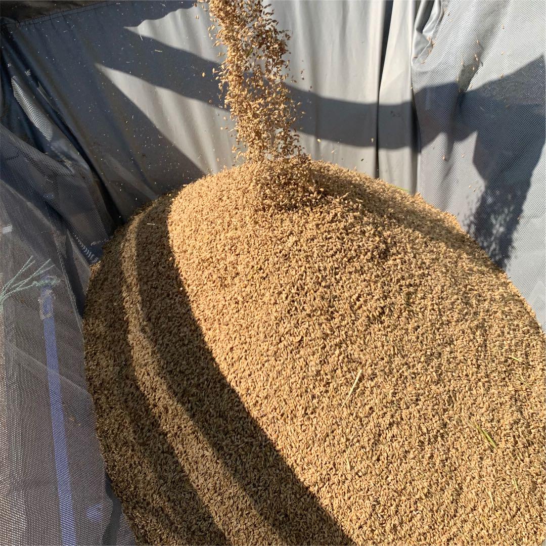 在庫あ特価 送料無料 白米30kg iJEzL-m22625380237 新潟県産新米コシヒカリ 超激得好評
