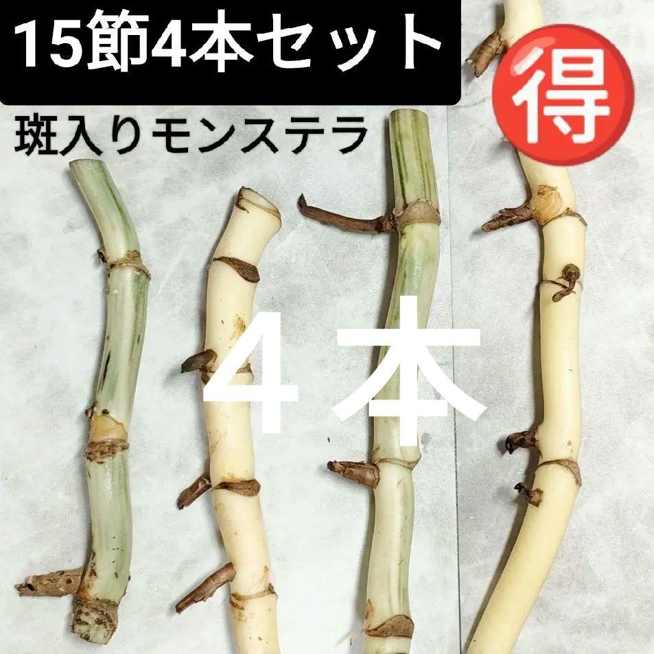 極上親株の茎！斑入りモンステラ ホワイトタイガー ハーフムーン