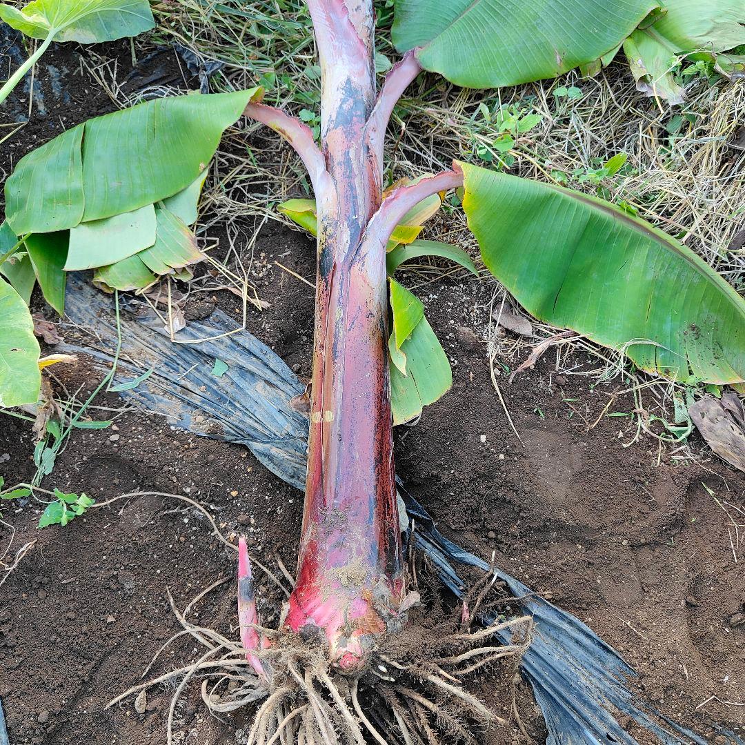 ドワーフレッドジャマイカン