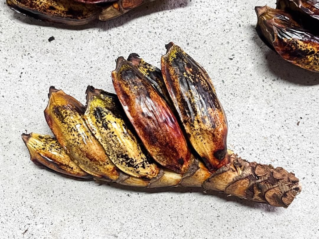 タビビトノキ 青い種 バラ 青い種 開いてからのお楽しみ傷や汚れあり YUZUMIYA_COM