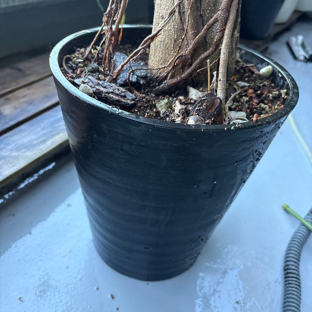 専用 【引き取り】極太 パンダガジュマル 大株 朴仕立て 幹太 元祖パンダ 引き取り】極太 パンダガジュマル 大株 朴仕立て 幹太 元祖