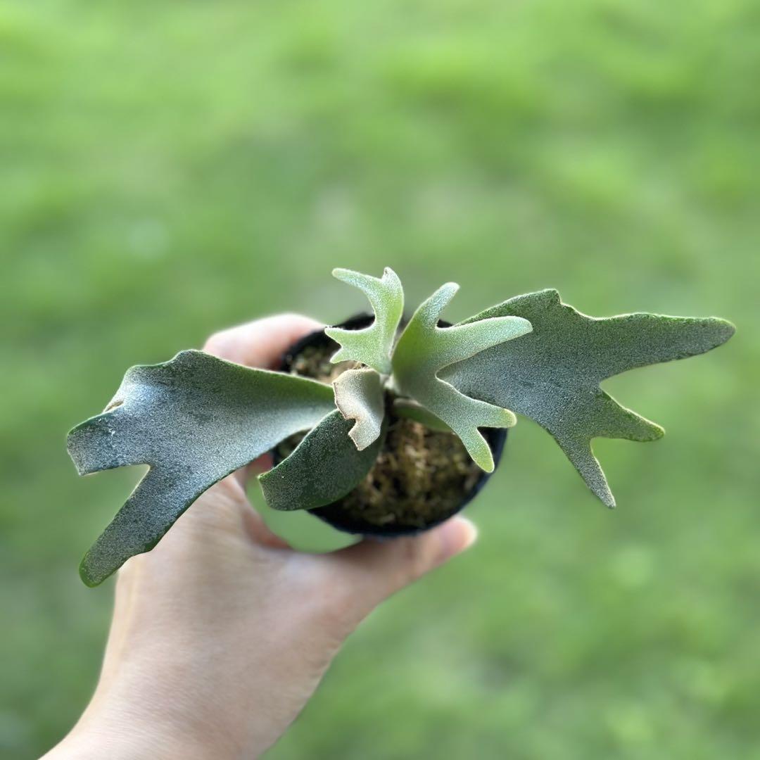 k様メルカリ便！P. willinckii ’Jenny’ TC 1625 P. willinckii 'Jenny' TC 1625 - メルカリ