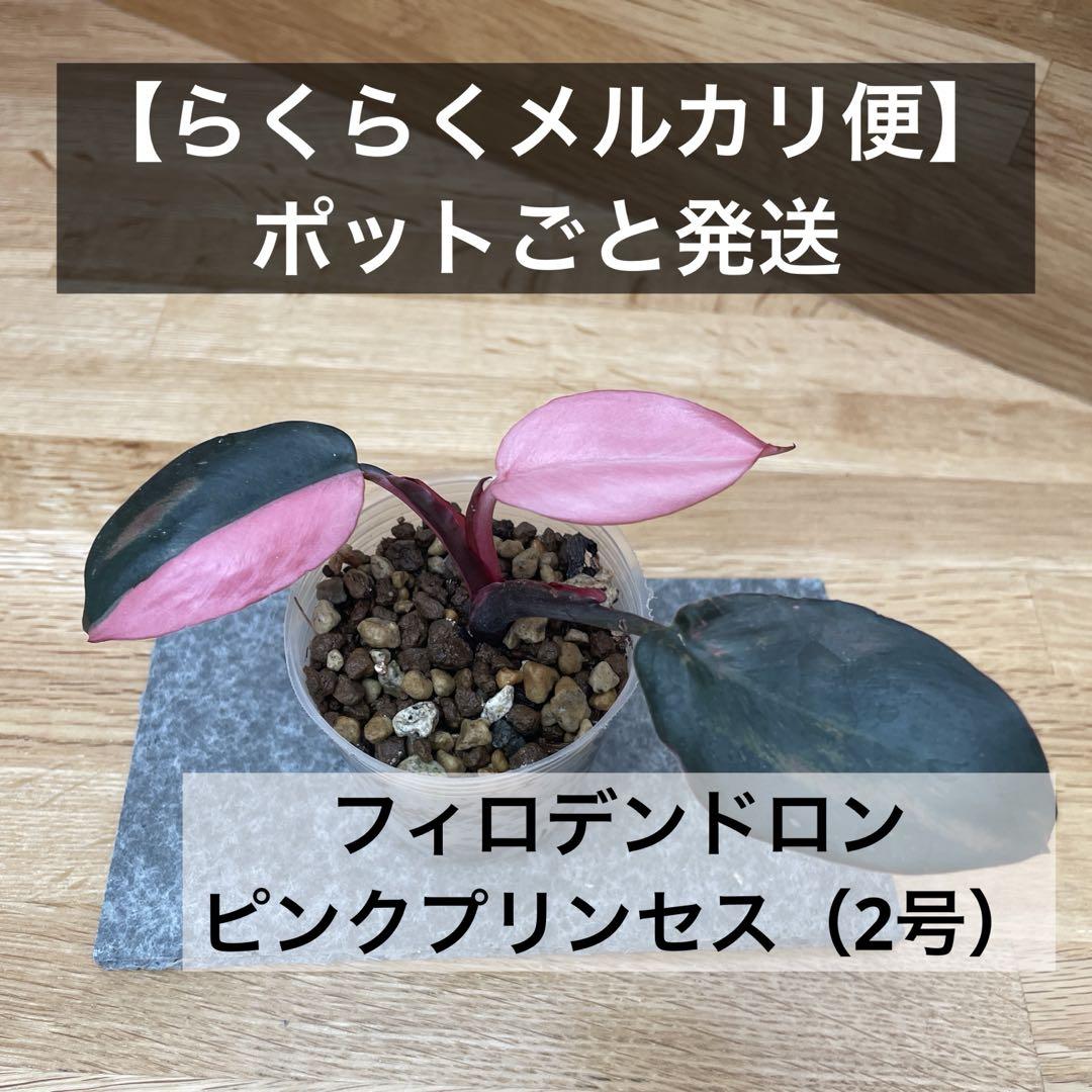 メルカリ便】フィロデンドロン ピンクプリンセス - メルカリ