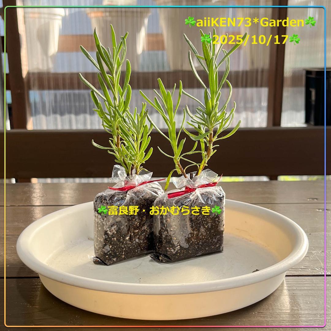 富良野おかむらさき ５苗 ネコポス発送 AG20251019Lavender YUZUMIYA_COM