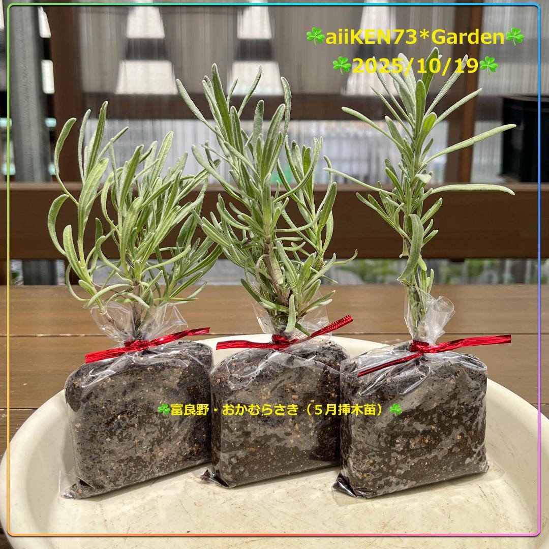 富良野おかむらさき