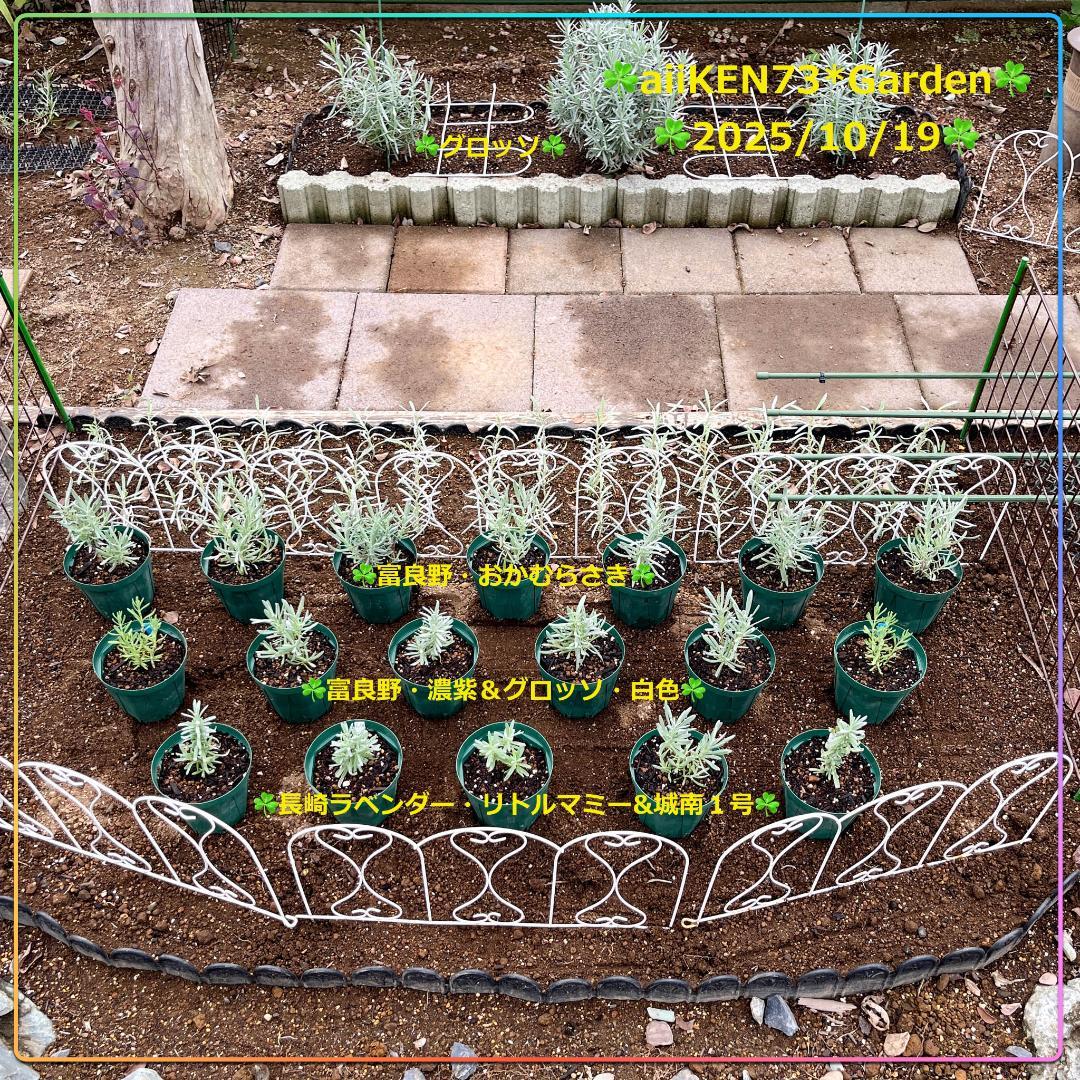 富良野おかむらさき ５苗