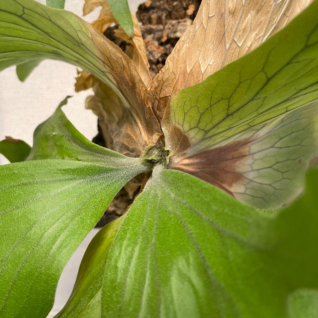 ワリチー ワイルド ビカクシダ P. wallichii wild YUZUMIYA_COM