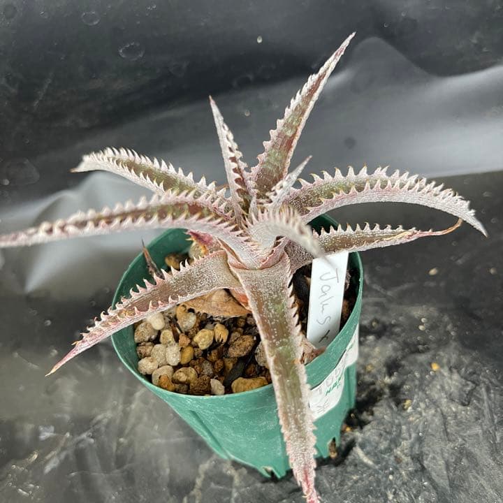 ガンダルフ gandalf ディッキア 発根済みカキ子① | www.tspea.org