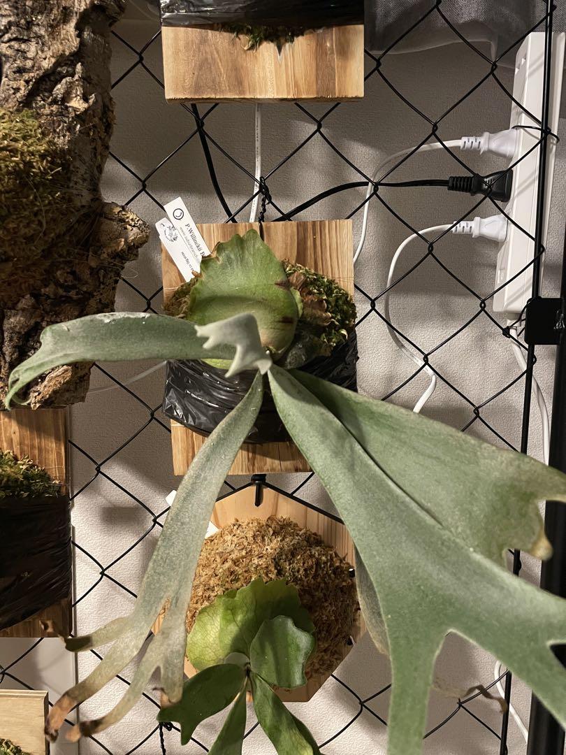 P. Willinckii