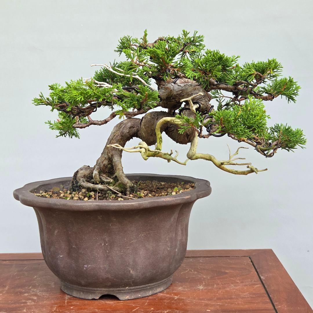 糸魚川真柏 捻幹斜幹木 貴風盆栽やや傷や汚れあり YUZUMIYA_COM