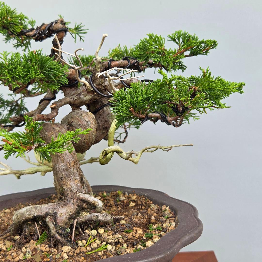 貴風盆栽やや傷や汚れあり