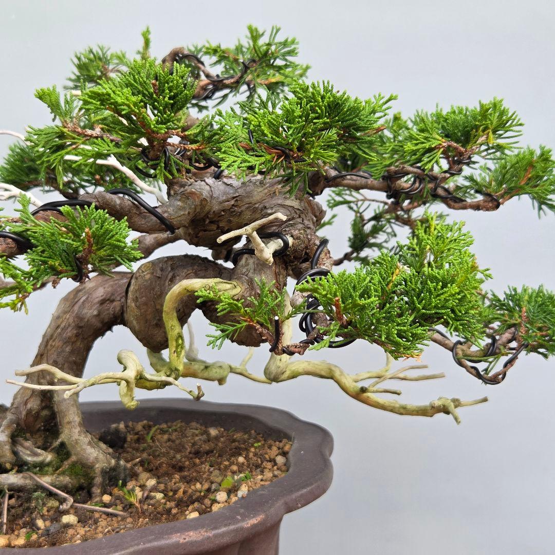 捻幹斜幹木 貴風盆栽やや傷や汚れあり