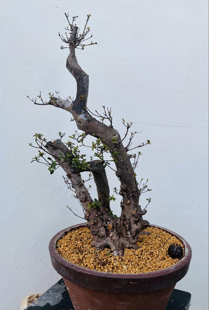 素材 株立