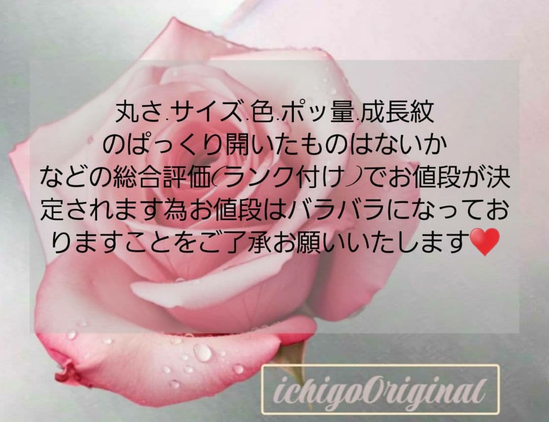 お客様　南洋白蝶真珠至高の大珠ペア珠40%オフ人気シャンパンイエローピアスK18