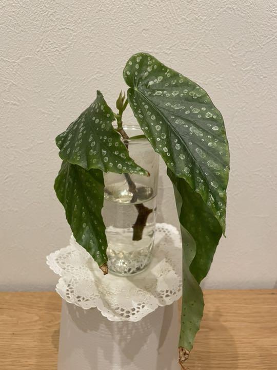 木立ベゴニア オレンジルブラ カット苗⑩ - メルカリ 木立ベゴニア オレンジルブラ カット苗⑩ - メルカリ