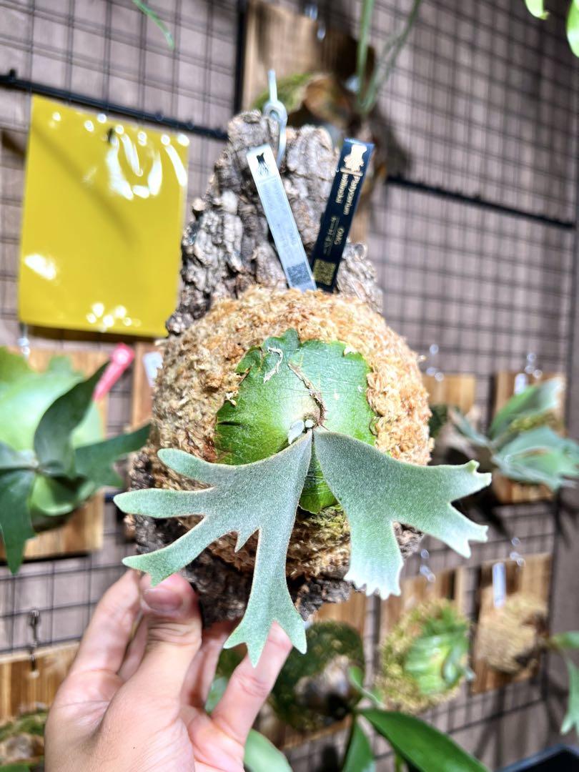 P.willinckii \